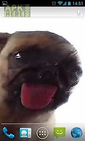 dog licker  free live wallpaper