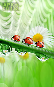 ladybug  live wallpaper