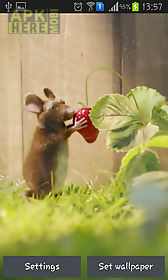 mouse with strawberries live wallpaper