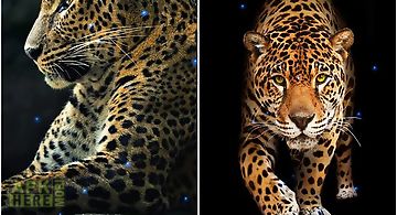 Cheetah Live Wallpaper