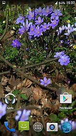 forest flowers live wallpaper