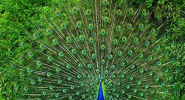 Peacock  Live Wallpaper