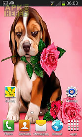 puppy rose  live wallpaper