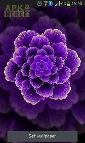 purple flower live wallpaper