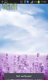 purple lavender live wallpaper