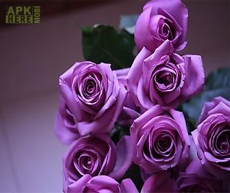 purple rose  live wallpaper