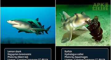 Sharks : ocean wild animals